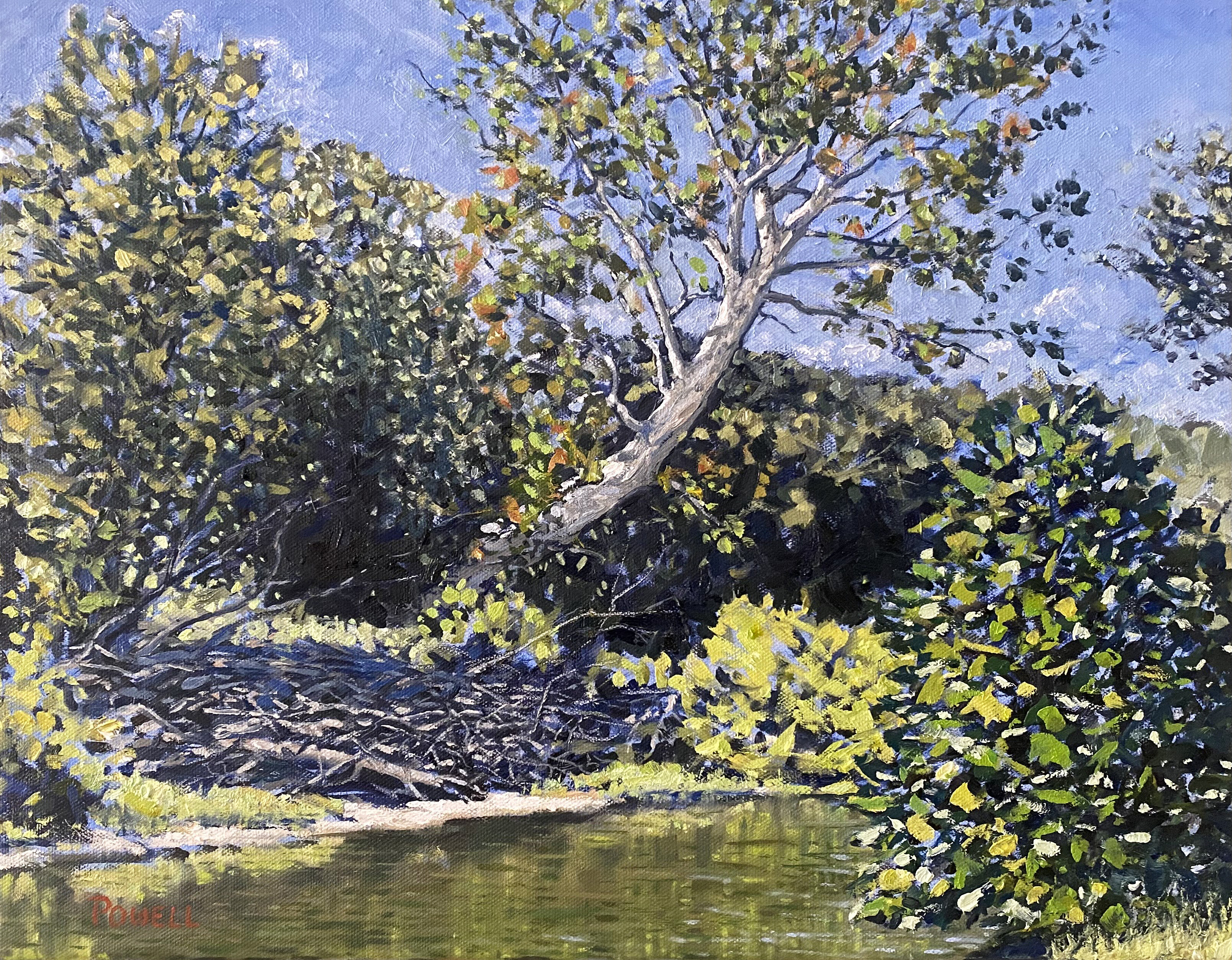 Sycamore and Driftwood on the Monocacy - Late Summer